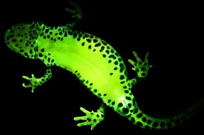 Maharashtra CM's Son Tejas Thackeray and Team Discover New Lizard Species