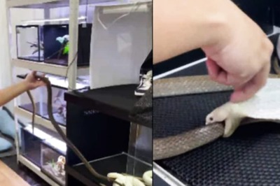 Watch: Man Feeds Rare White King Cobra Another Snake