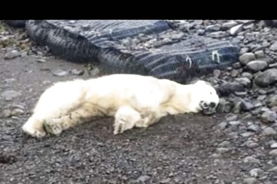 Polar Bear Spotted in Iceland After 8 Years Shot Dead, Posed Threat to Elderly Woman