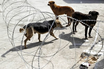 Plea in Delhi HC for Feeding Stray Dogs and Other Animals During Lockdown