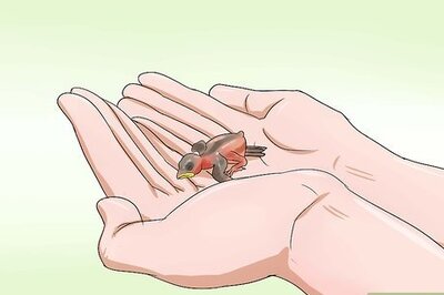 How to Raise a Baby House Sparrow