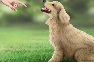 How to Set Ground Rules for Your Dog