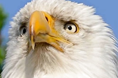 'Stay Focused': Anand Mahindra Motivates Followers With Video Of Bald Eagle