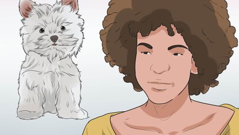 How to Diagnose Portosystemic Shunts in Yorkshire Terriers