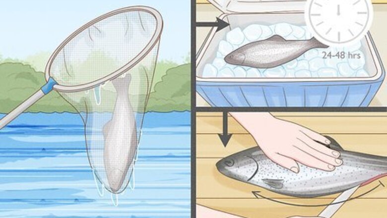How to Clean a Fish