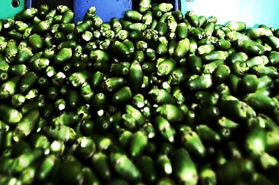 Betel tales: Going nuts in Manipur and Assam over chewing habits