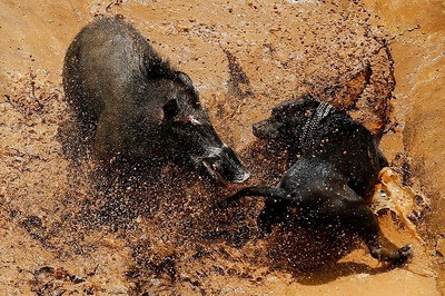 Bloody Spectacle: Indonesian Villages Pit Wild Boars Against Dogs