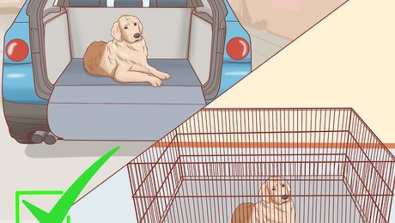 How to Foster Shelter Dogs