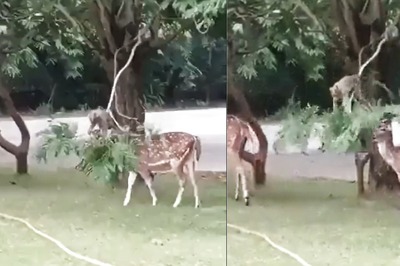 Video of Monkey Helping a Deer Eat Leaves From a Tree it Can't Reach Has Gone Viral