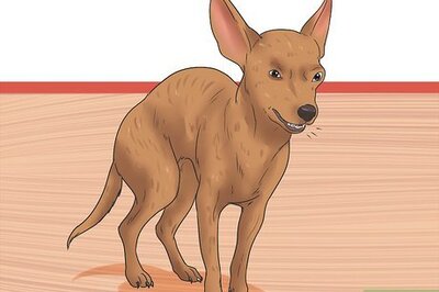 How to Diagnose a Collapsing Trachea in Chihuahuas