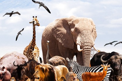 World Animal Day 2021: History, Significance, Quotes and Wishes