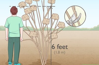 How to Prune Limelight Hydrangeas