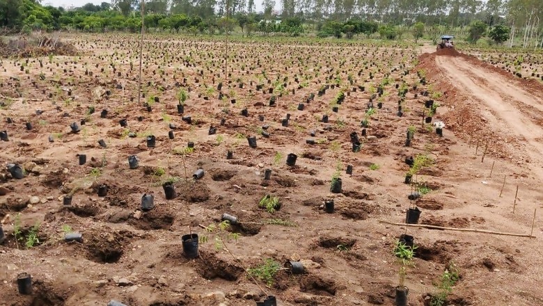 In A First, Telangana Plants 1 Million Saplings in One Hour to Enter Guinness Book
