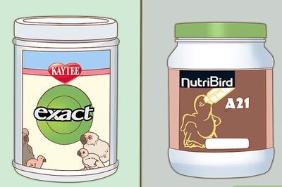 How to Feed a Baby Pigeon