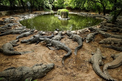 India's largest crocodile park strapped for cash after virus lockdowns