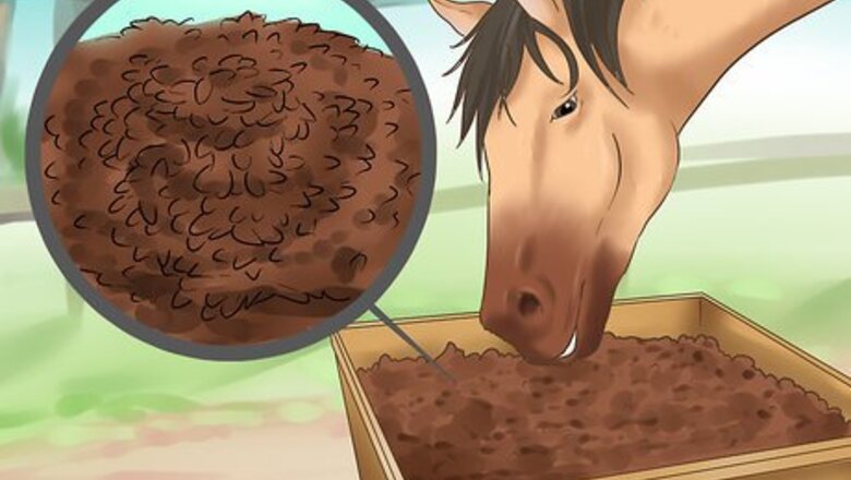 How to Treat Sweet Itch in Horses