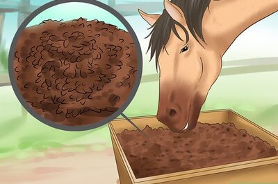 How to Treat Sweet Itch in Horses