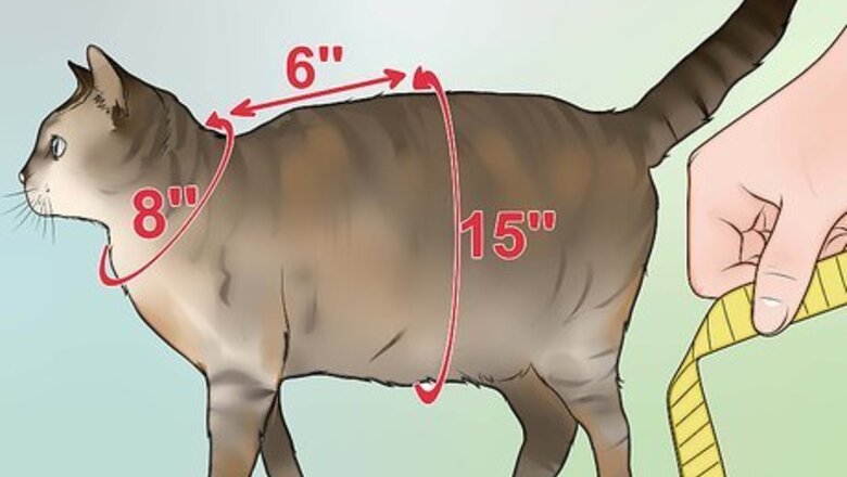 How to Make a Harness for Your Fat Cat
