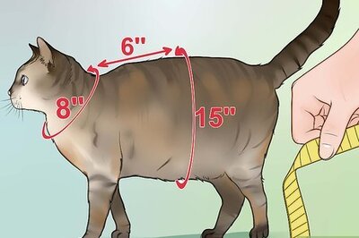 How to Make a Harness for Your Fat Cat