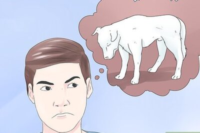 How to Spot Dog Seizure Symptoms