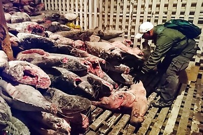 260 Chinese boats fish near Galapagos; Ecuador on alert