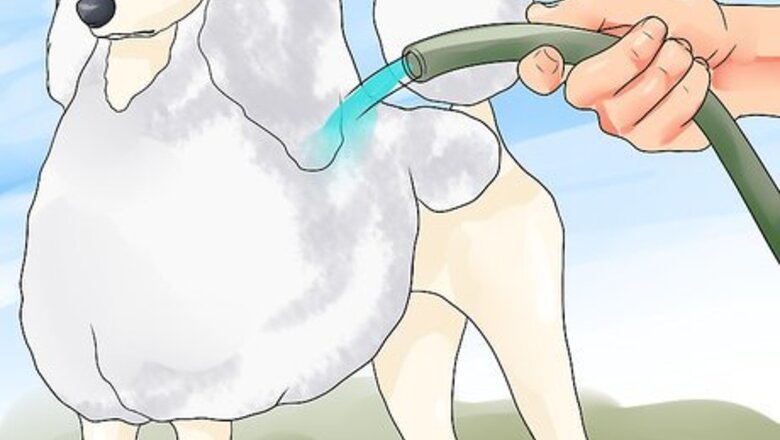 How to Blow Dry a Poodle