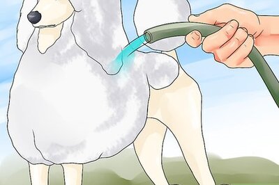 How to Blow Dry a Poodle