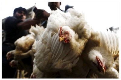 Coronavirus Doesn't Spread Through Chicken, Mutton, Seafood: FSSAI Chief
