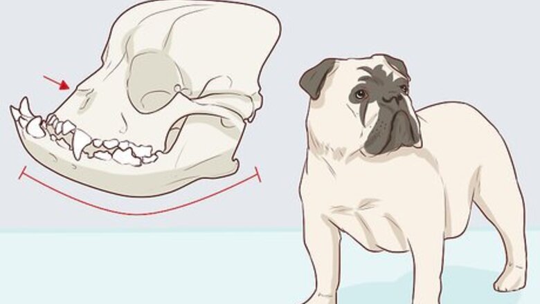 How to Help Bloated Puppies with Edema