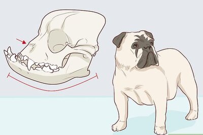 How to Help Bloated Puppies with Edema