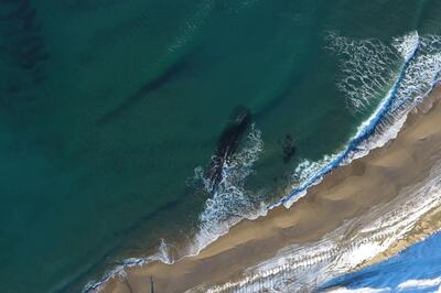 Watch: Mysterious Centuries-Old Shipwreck Emerges on Canadian Shore, Baffling Locals