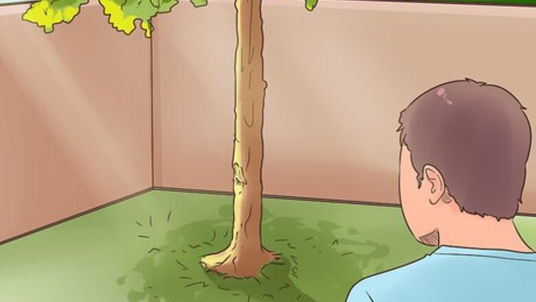How to Plant Mondo Grass