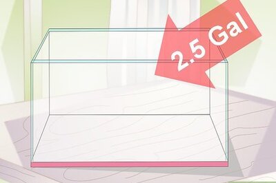 How to Buy a Betta Fish