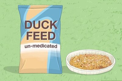 How to Feed Wild Baby Ducks