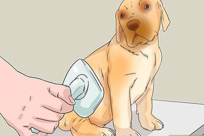 How to Train a Squirrel Dog