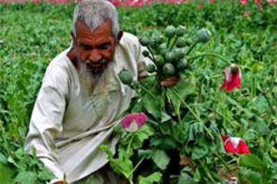 NATO to stem Taliban's drug connection