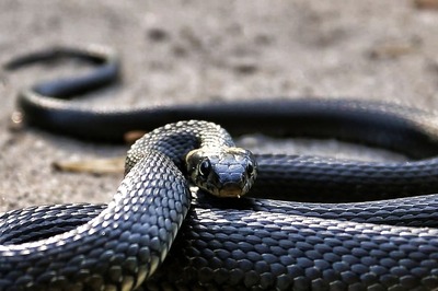 How Much Venom Can A Snake Produce In One Bite