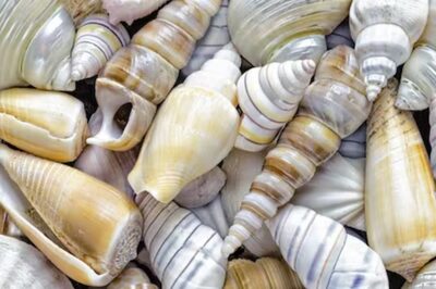 Are The Conch Shells Used In Holy Rituals Man-made Or Found In The Ocean?