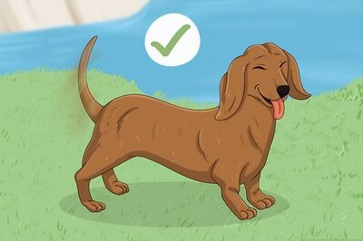 How to Befriend Dogs
