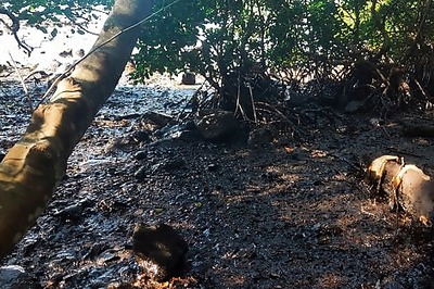 Urgent pumping removes oil from ship grounded near Mauritius