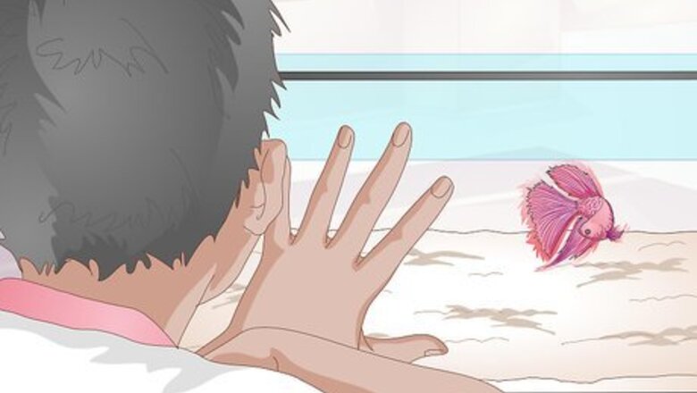 How to Train Your Betta Fish