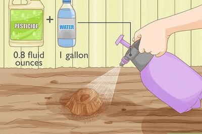 11 Ways to Get Rid of Ants in Your Yard Permanently