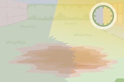 How to Care for a Bleeding Heart