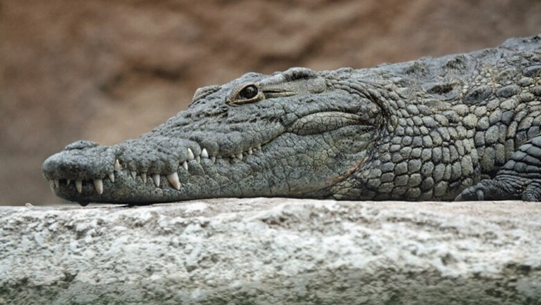 Gujarat Woman Wakes Up to Find 'Thirsty' Crocodile In Her Kitchen