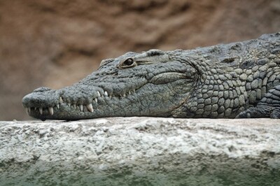 Gujarat Woman Wakes Up to Find 'Thirsty' Crocodile In Her Kitchen
