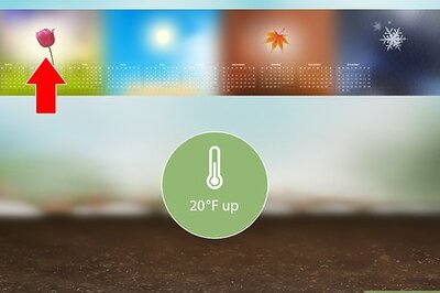 How to Grow Sweet Onions