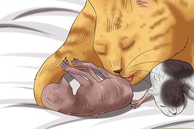How to Care for Kittens from Birth