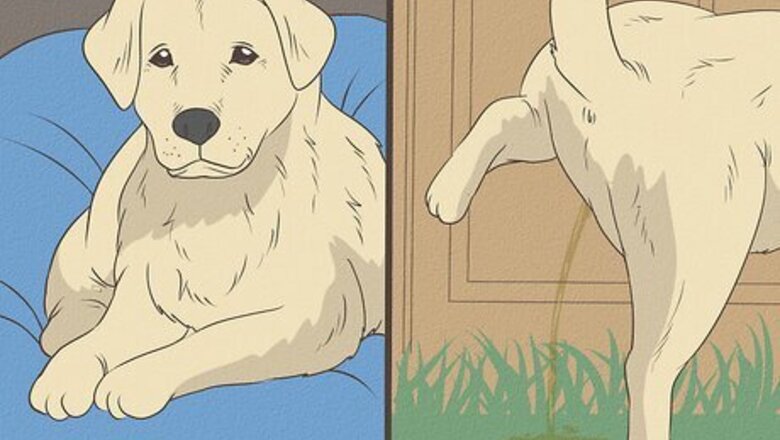 How to Stop a Dog from Urinating Inside After Going Outside