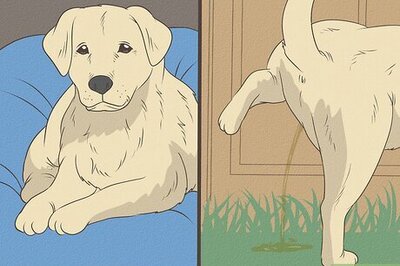 How to Stop a Dog from Urinating Inside After Going Outside