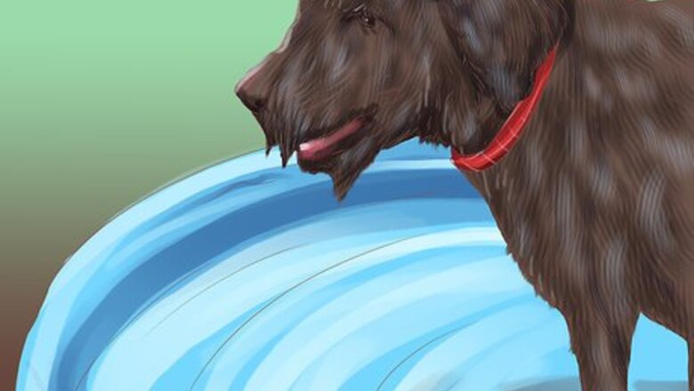 How to Groom a Thick Furred Dog